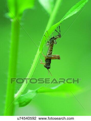 outdoors, scenery, nature, close-up, leaves, insects View Large Photo Image Stock Image - outdoors, scenery, nature, close-up, leaves, insects. Fotosearch