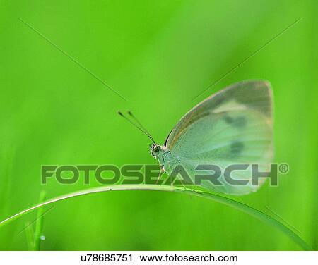 Stock Image - outdoors, scenery, nature, close-up, leaves, insects. Fotosearch