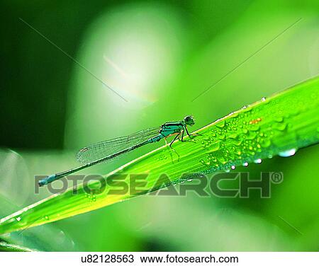 Stock Image - outdoors, scenery, nature, close-up, plant, leaves. Fotosearch