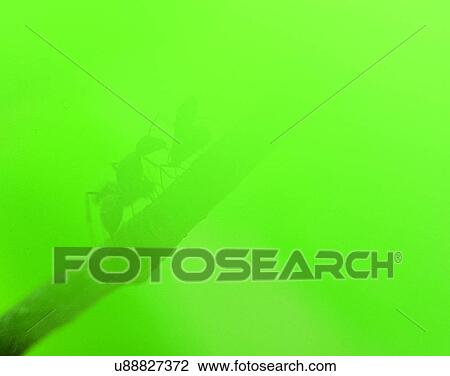 Stock Image - outdoors, scenery, nature, close-up, branch, insects. Fotosearch