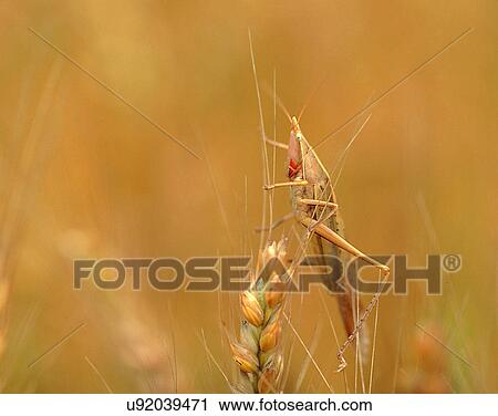 outdoors, scenery, nature, close-up, plant, insects View Large Photo Image Stock Image - outdoors, scenery, nature, close-up, plant, insects. Fotosearch