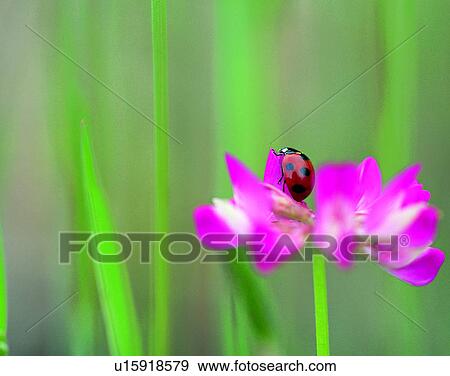 outdoors, scenery, nature, close-up, flowers, insects View Large Photo Image Stock Photo - outdoors, scenery, nature, close-up, flowers, insects. Fotosearch