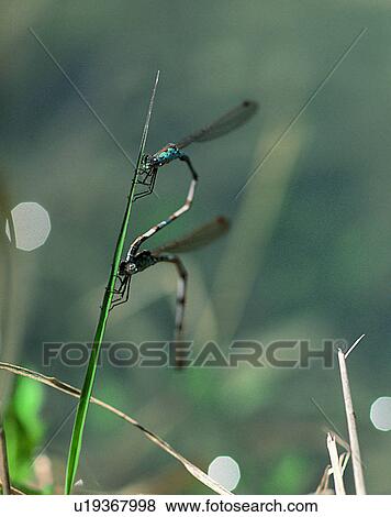 Stock Photo - outdoors, scenery, nature, close-up, leaves, insects. Fotosearch