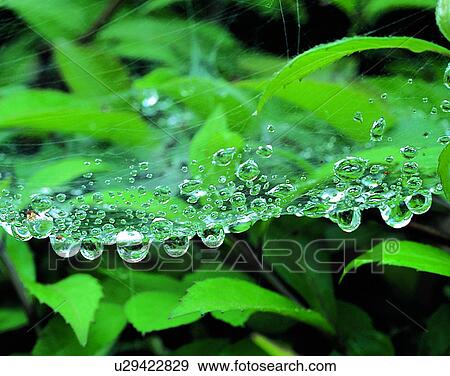 outdoors, scenery, nature, close-up, spiderweb, water View Large Photo Image Stock Photo - outdoors, scenery, nature, close-up, spiderweb, water. Fotosearch