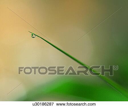 outdoors, scenery, nature, close-up, plants, leaves View Large Photo Image Stock Photo - outdoors, scenery, nature, close-up, plants, leaves. Fotosearch