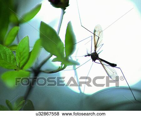 outdoors, scenery, nature, close-up, flowers, insects View Large Photo Image Stock Photo - outdoors, scenery, nature, close-up, flowers, insects. Fotosearch