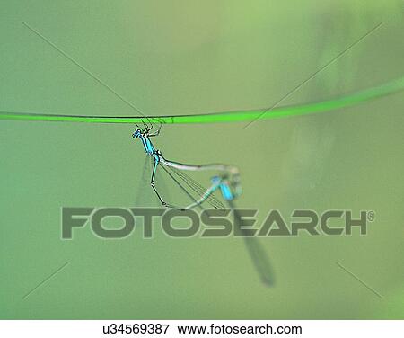 Stock Photo - outdoors, scenery, nature, close-up, leaves, insects. Fotosearch