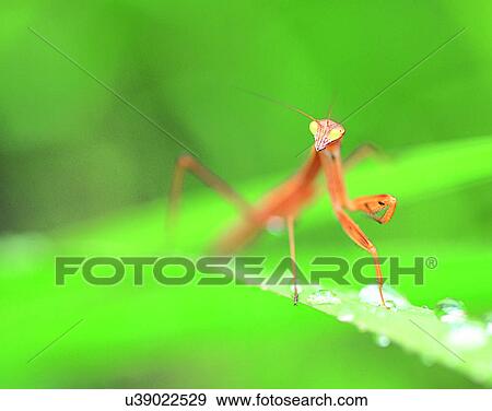outdoors, scenery, nature, close-up, plants, leaves View Large Photo Image Stock Photo - outdoors, scenery, nature, close-up, plants, leaves. Fotosearch