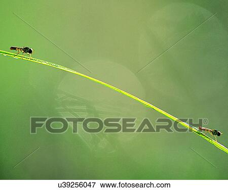 Stock Photo - outdoors, scenery, nature, close-up, leaves, dew. Fotosearch