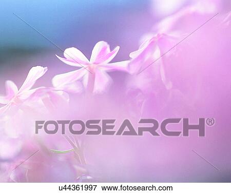 outdoors, scenery, nature, close-up, flowers, pink View Large Photo Image Stock Photo - outdoors, scenery, nature, close-up, flowers, pink. Fotosearch