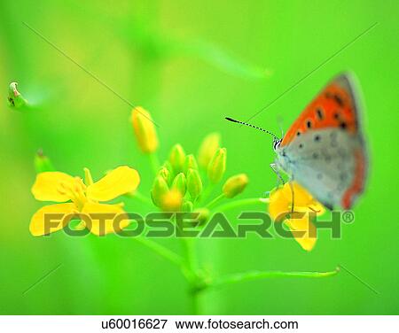 outdoors, scenery, nature, close-up, flowers, insects View Large Photo Image Stock Photo - outdoors, scenery, nature, close-up, flowers, insects. Fotosearch