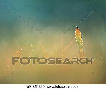outdoors, scenery, nature, close-up, plants, dew View Large Photo Image Stock Photo - outdoors, scenery, nature, close-up, plants, dew. Fotosearch