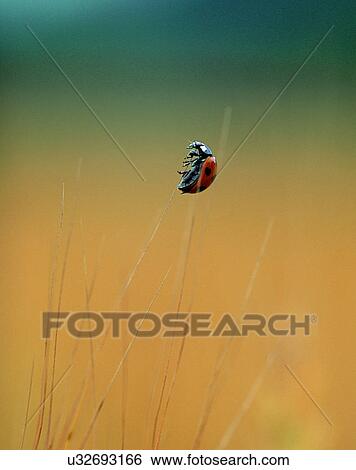 outdoors, scenery, nature, close-up, plants, insects View Large Photo Image Stock Photograph - outdoors, scenery, nature, close-up, plants, insects. Fotosearch