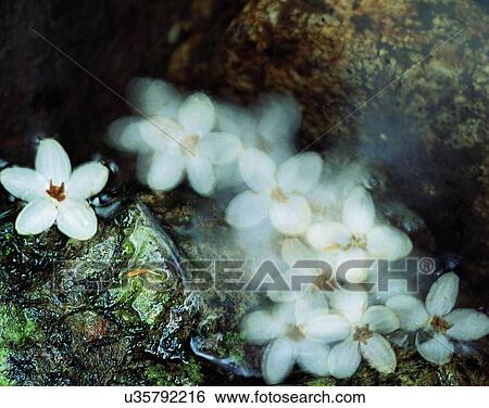 outdoors, scenery, nature, close-up, flowers, water View Large Photo Image Stock Photograph - outdoors, scenery, nature, close-up, flowers, water. Fotosearch