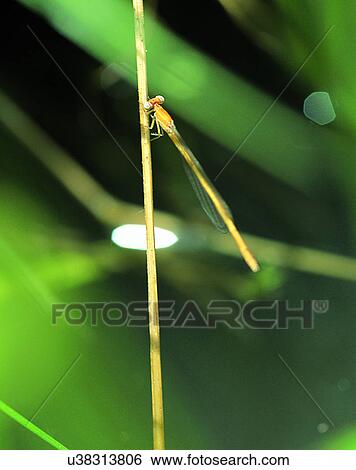 outdoors, scenery, nature, close-up, leaves, stick View Large Photo Image Stock Photograph - outdoors, scenery, nature, close-up, leaves, stick. Fotosearch