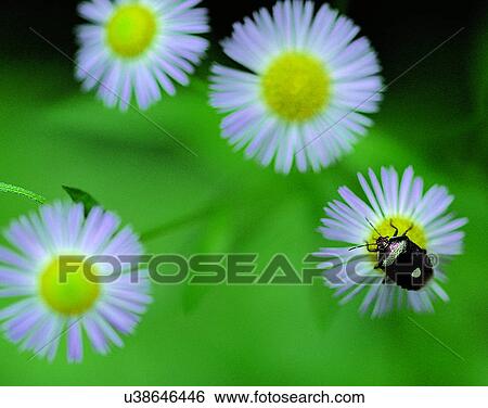 outdoors, scenery, nature, close-up, flowers, leaves View Large Photo Image Stock Photograph - outdoors, scenery, nature, close-up, flowers, leaves. Fotosearch