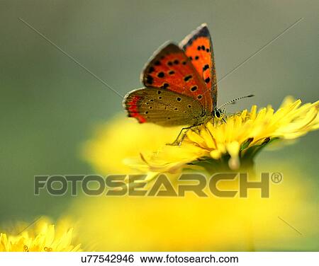 Stock Photograph - outdoors, scenery, nature, close-up, flowers, insects. Fotosearch