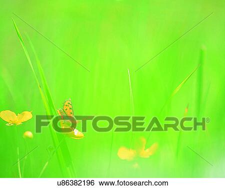 outdoors, scenery, nature, close-up, flowers, leaves View Large Photo Image Stock Photograph - outdoors, scenery, nature, close-up, flowers, leaves. Fotosearch