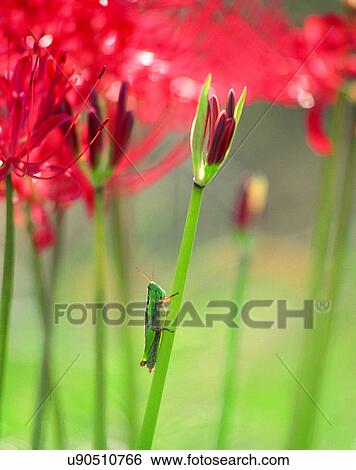 outdoors, scenery, nature, close-up, flowers, insects View Large Photo Image Stock Photograph - outdoors, scenery, nature, close-up, flowers, insects. Fotosearch