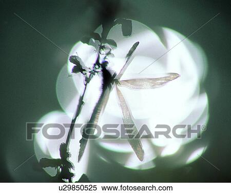 outdoors, scenery, nature, close-up, leaves, insects View Large Photo Image Stock Photography - outdoors, scenery, nature, close-up, leaves, insects. Fotosearch