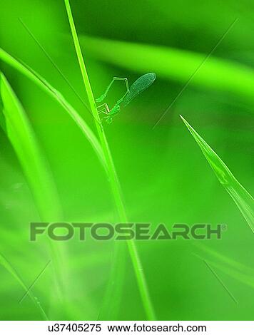 Stock Photography - outdoors, scenery, nature, close-up, leaves, insects. Fotosearch