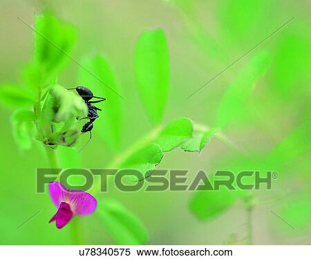 Stock Photography - outdoors, scenery, nature, close-up, flowers, insects. Fotosearch