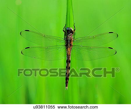 Stock Photography - outdoors, scenery, nature, close-up, leaves, insects. Fotosearch