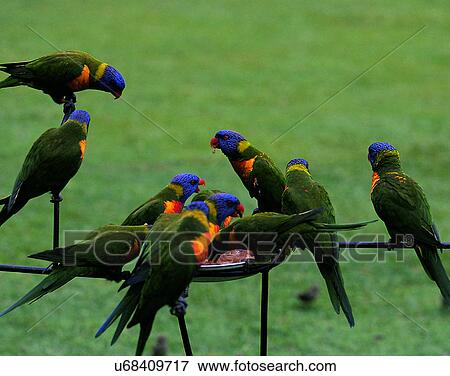 outdoors, tropical, birds, eating, bird feeder, grass View Large Photo Image Stock Photo - outdoors, tropical, birds, eating, bird feeder, grass. Fotosearch