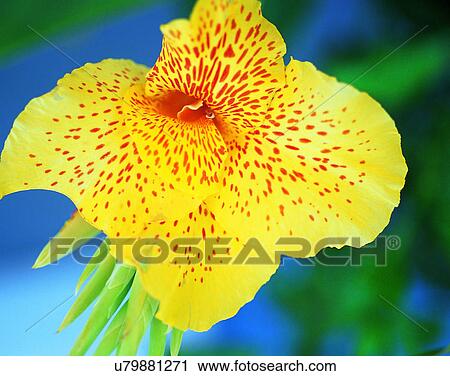 Stock Image - outdoors, tropical, close-up, flower, leaves, yellow. Fotosearch