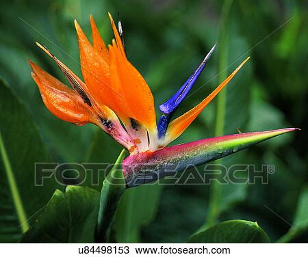 Stock Image - outdoors, tropical, close-up, flower, bird-of-paradise, leaves. Fotosearch