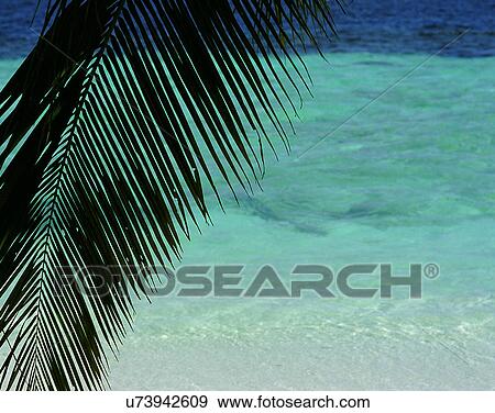 Stock Photo - outdoors, tropical, leaf, close-up, water, sea. Fotosearch