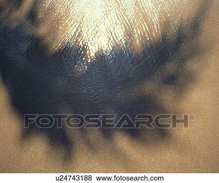 Stock Photo - outdoors, tropical, shadow, water, sea, leaves. Fotosearch