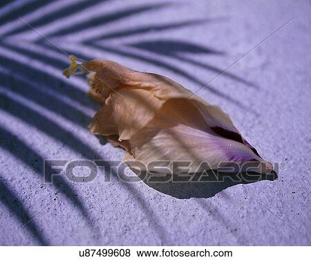 Stock Photo - outdoors, tropical, shell, close-up, sand, leaf. Fotosearch