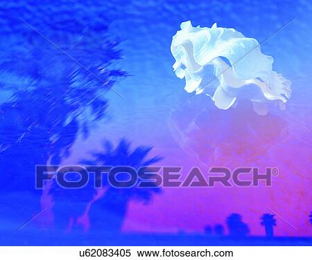 Stock Photography - outdoors, tropical, shell, water, sea, leaves. Fotosearch