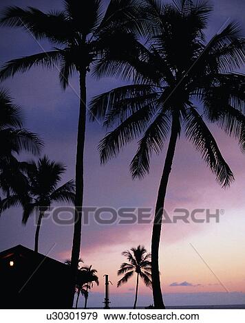 outdoors, tropical, sky, sunset, trees, building View Large Photo Image Stock Photo - outdoors, tropical, sky, sunset, trees, building. Fotosearch