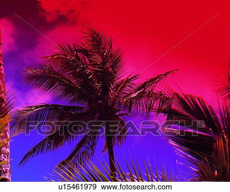 outdoors, tropical, sky, trees, palm tree, coconut View Large Photo Image Stock Photo - outdoors, tropical, sky, trees, palm tree, coconut. Fotosearch