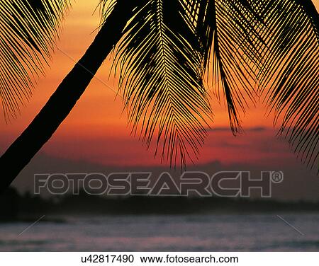 outdoors, tropical, sky, water, sea, tree View Large Photo Image Stock Image - outdoors, tropical, sky, water, sea, tree. Fotosearch