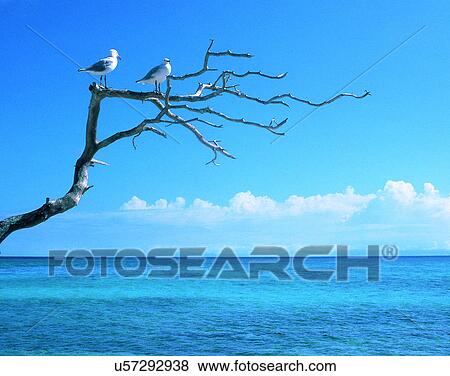 Stock Photo - outdoors, tropical, sky, water, sea, trees. Fotosearch
