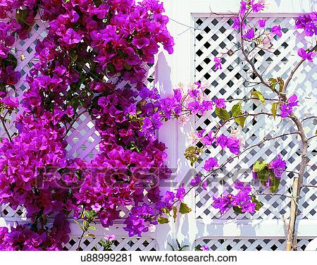 Stock Image - outdoors, tropical, wall, close-up, flowers. Fotosearch