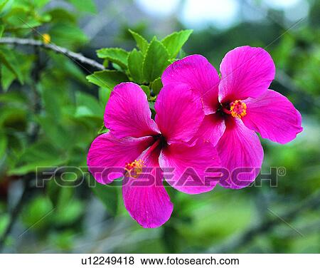 Stock Photo - Pacific Ocean, islands, scenery, outdoors, close-up, flower. Fotosearch