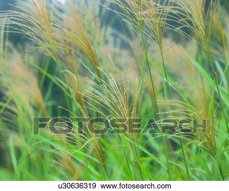 plants, nature, close-up, outdoors, scenery, autumn View Large Photo Image Stock Photo - plants, nature, close-up, outdoors, scenery, autumn. Fotosearch