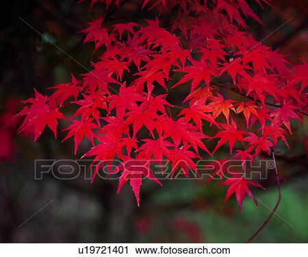 Stock Image - red, nature, leaf, outdoors, scenery, autumn. Fotosearch