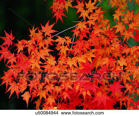 red, nature, leaves, outdoors, scenery, autumn View Large Photo Image Picture - red, nature, leaves, outdoors, scenery, autumn. Fotosearch