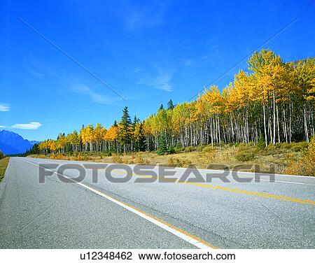 road, outdoor, trees, sky, light, forest View Large Photo Image Stock Image - road, outdoor, trees, sky, light, forest. Fotosearch