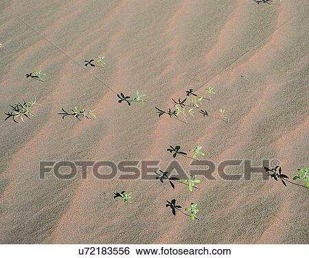 sand, outdoors, desert, dry, ariel view, trees View Large Photo Image Stock Photograph - sand, outdoors, desert, dry, ariel view, trees. Fotosearch