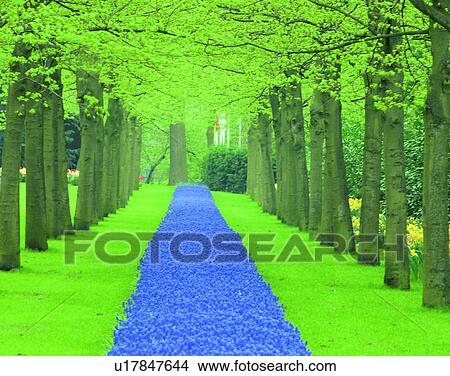 scenery, spring, nature, outdoors, flowers, forest View Large Photo Image Picture - scenery, spring, nature, outdoors, flowers, forest. Fotosearch