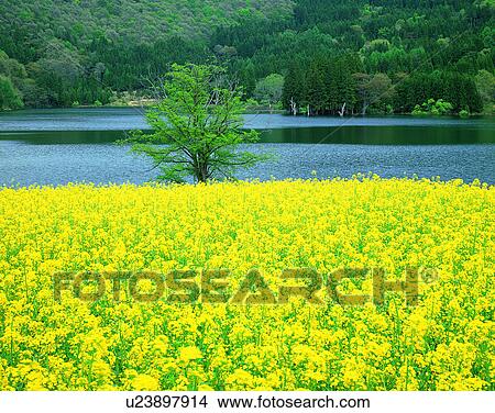 Picture - scenery, spring, nature, outdoors, flowers, fields. Fotosearch