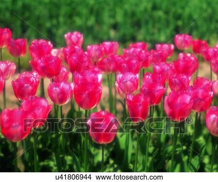 Picture - scenery, spring, nature, outdoors, flowers, close-up. Fotosearch
