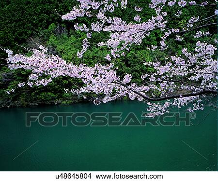 scenery, spring, nature, outdoors, flowers, trees View Large Photo Image Picture - scenery, spring, nature, outdoors, flowers, trees. Fotosearch