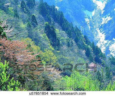 Picture - scenery, spring, nature, outdoors, flowers, trees. Fotosearch